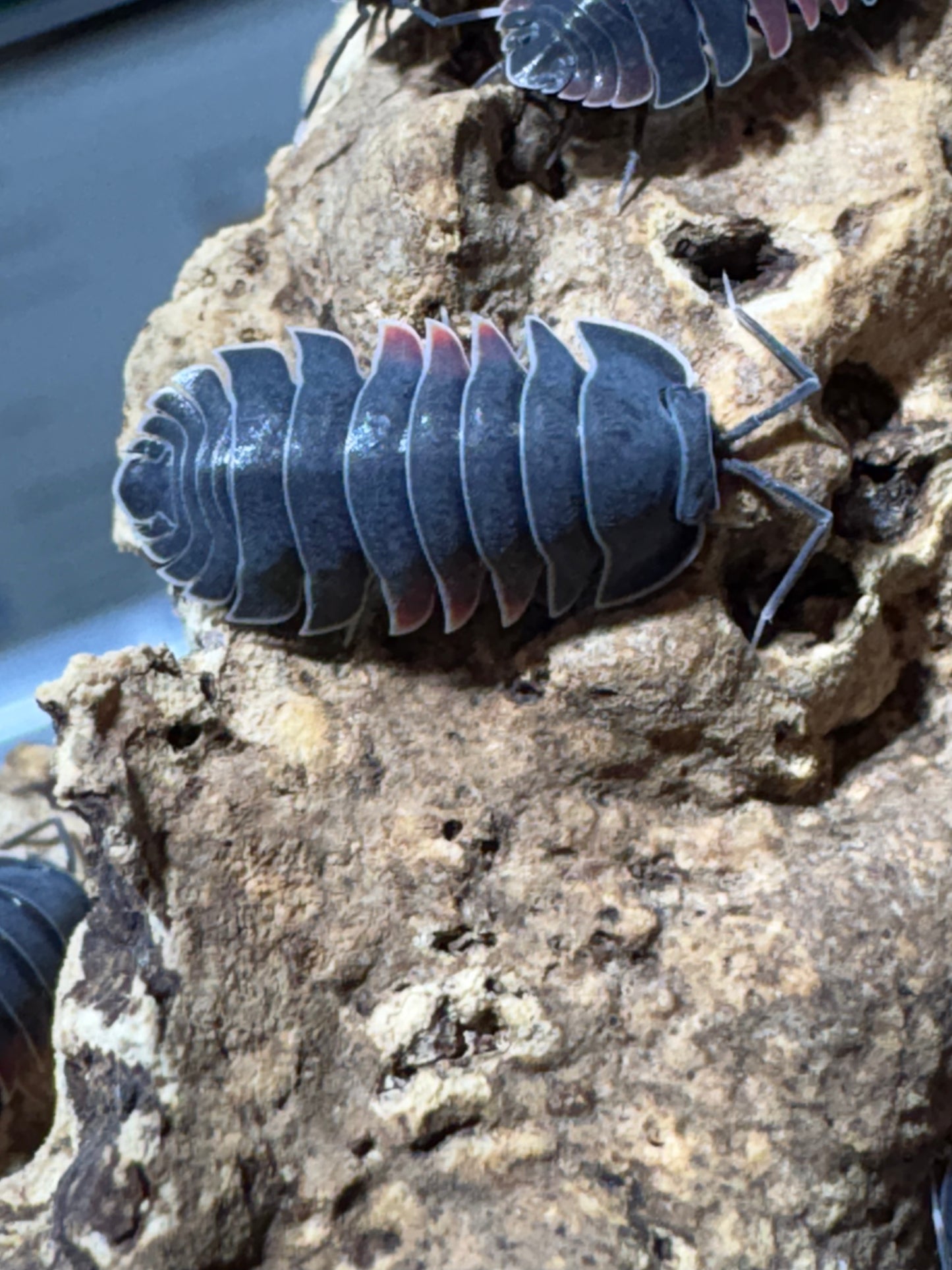 Ardentiella sp. Firewing