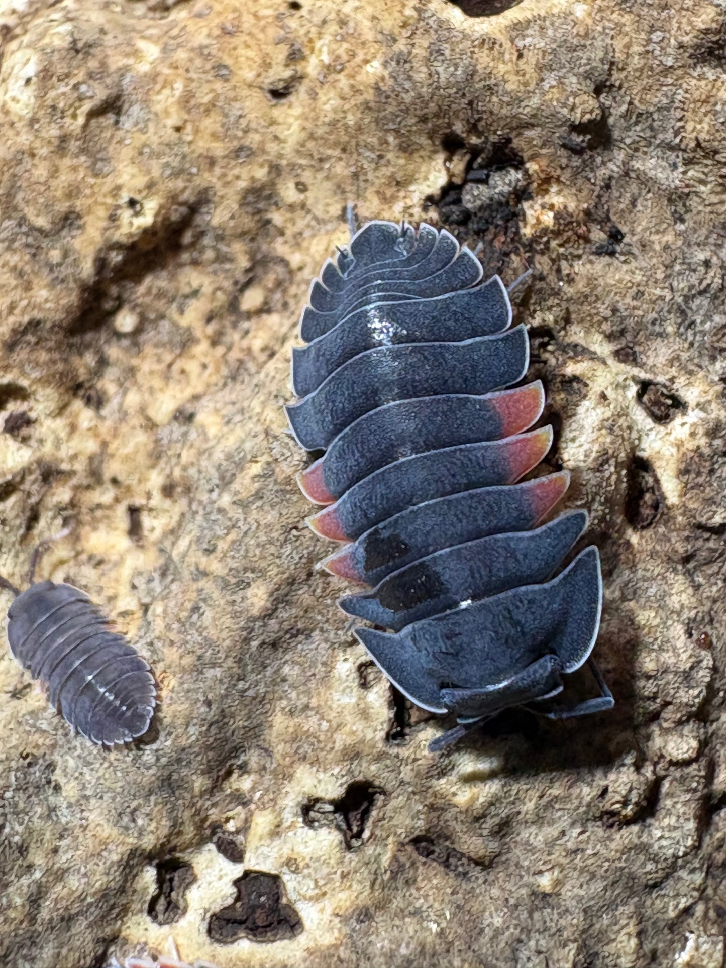Ardentiella sp. Firewing