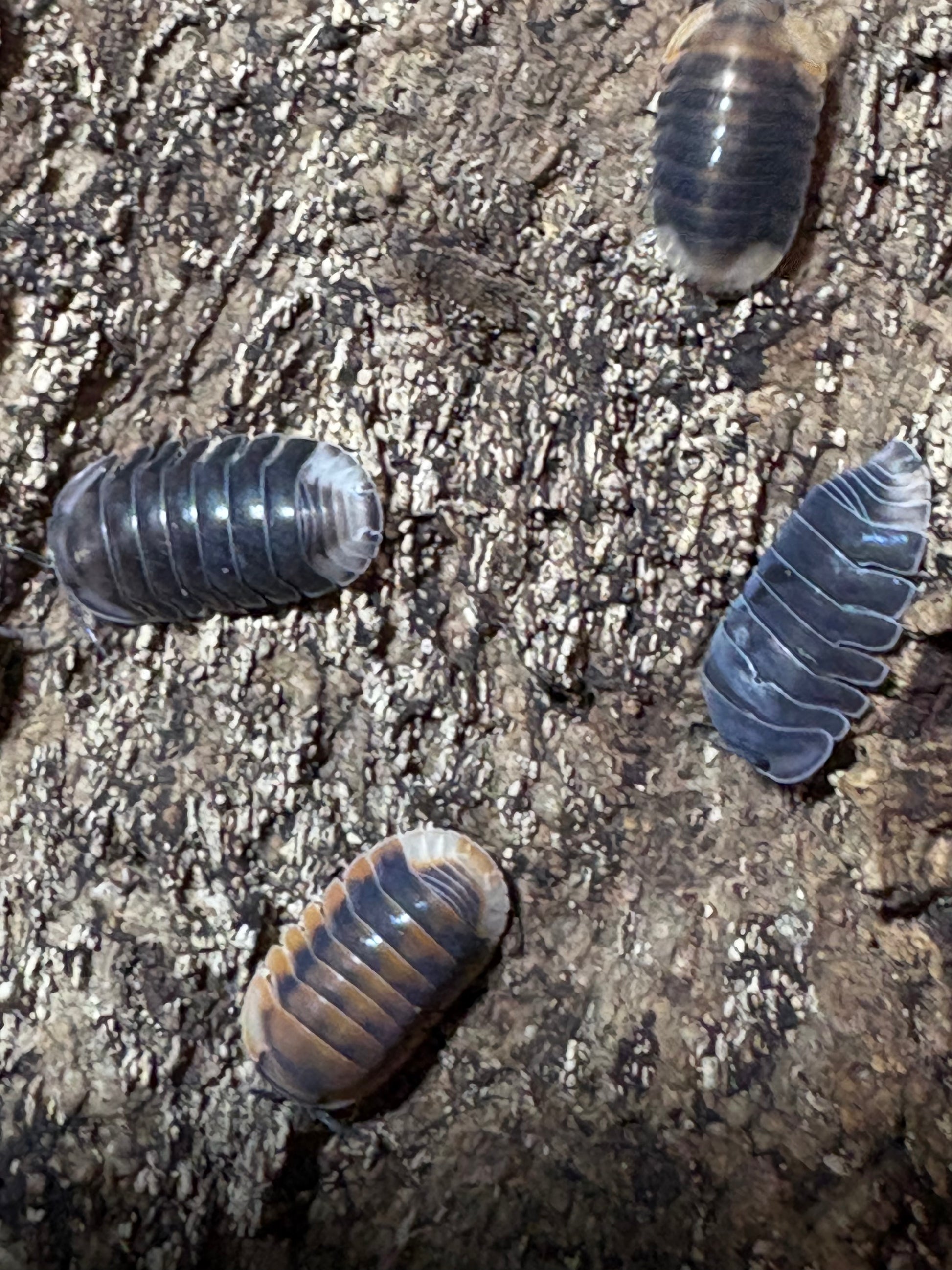 Cubaris sp. Angry monk – NoLi Pods N' Stuff