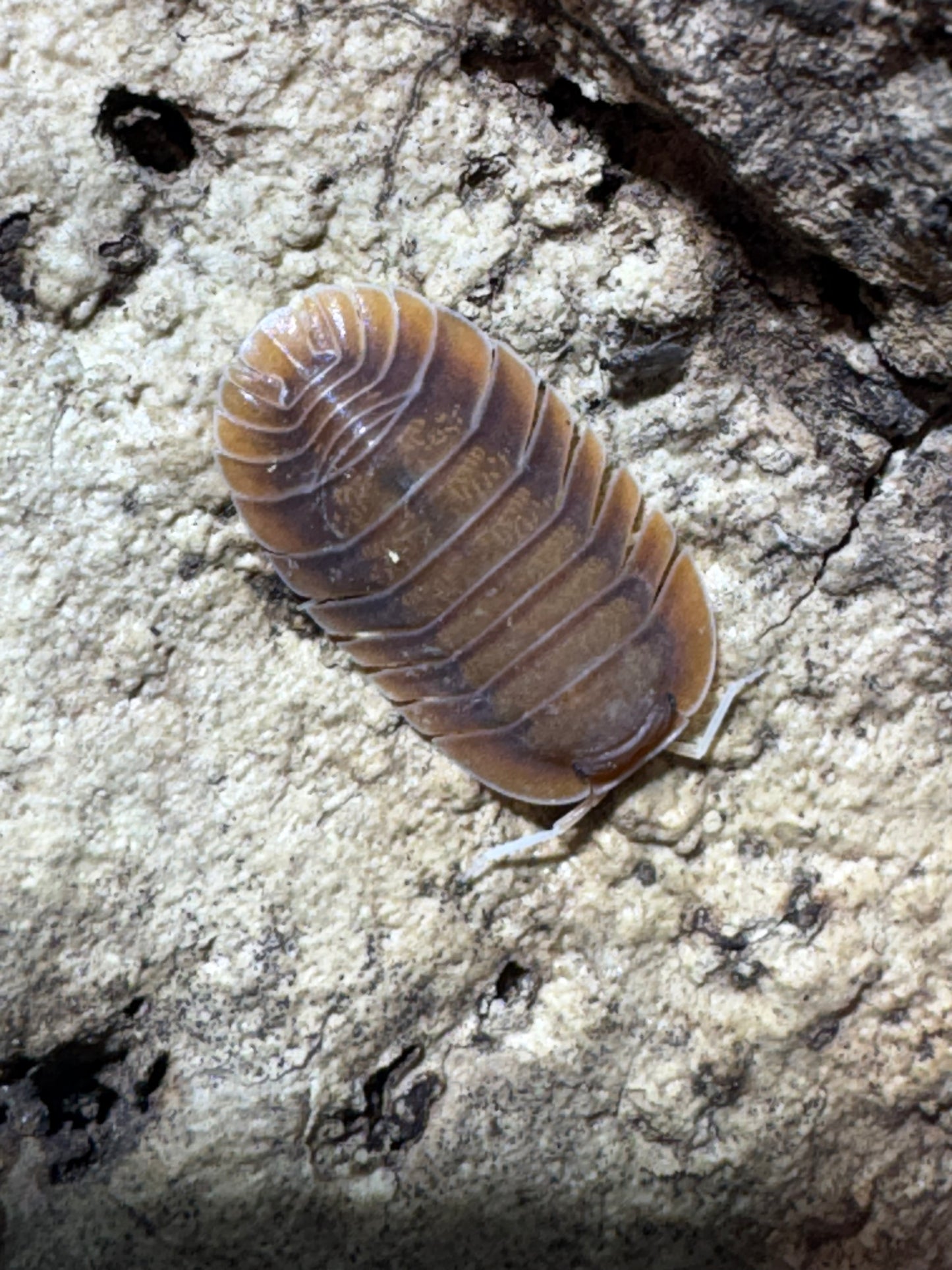 Troglodillo sp. Vex