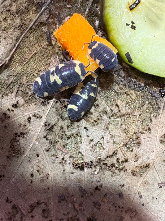 Ardentiella sp. Yellow panda