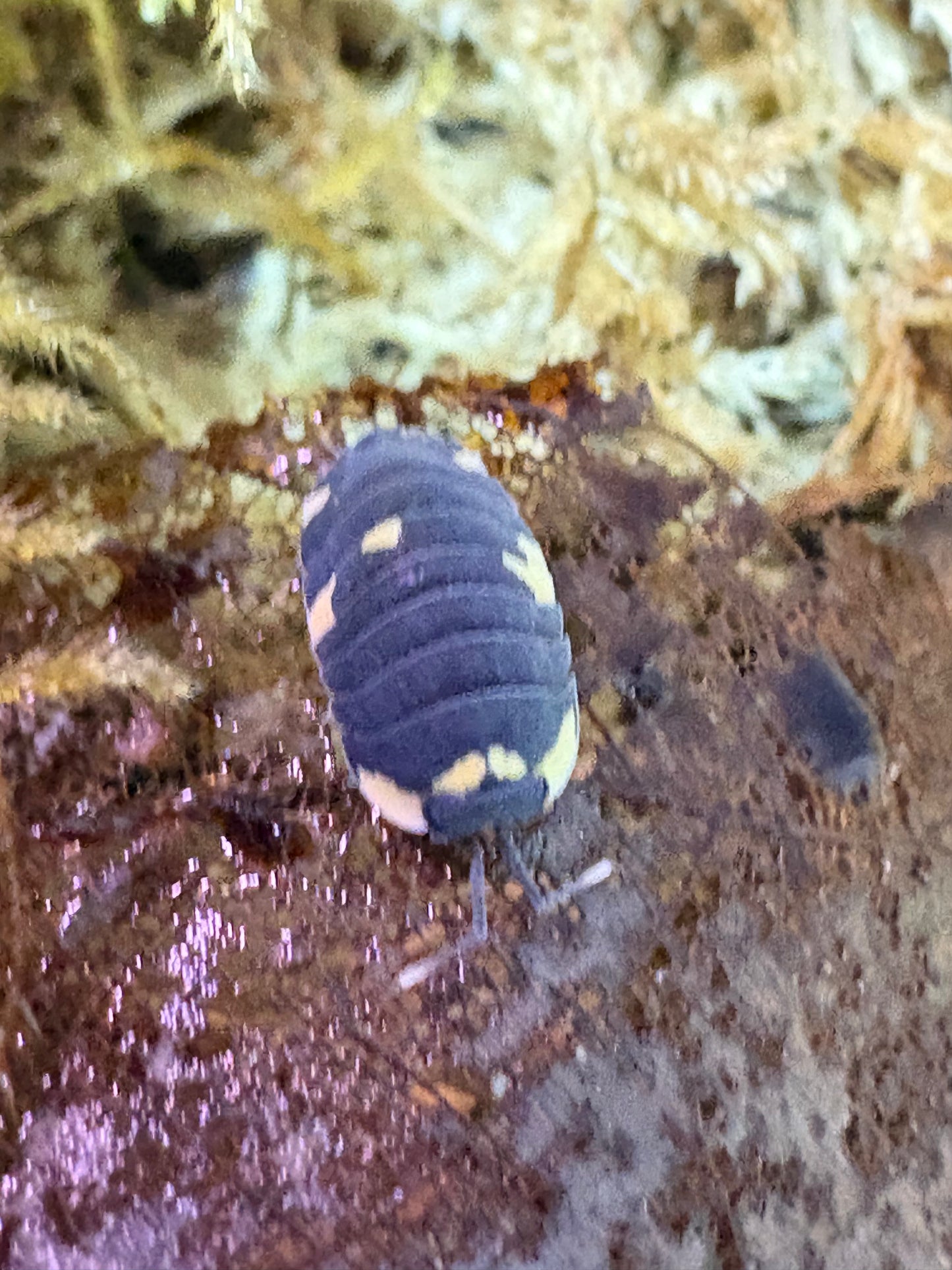 Ardentiella sp. Yellow panda