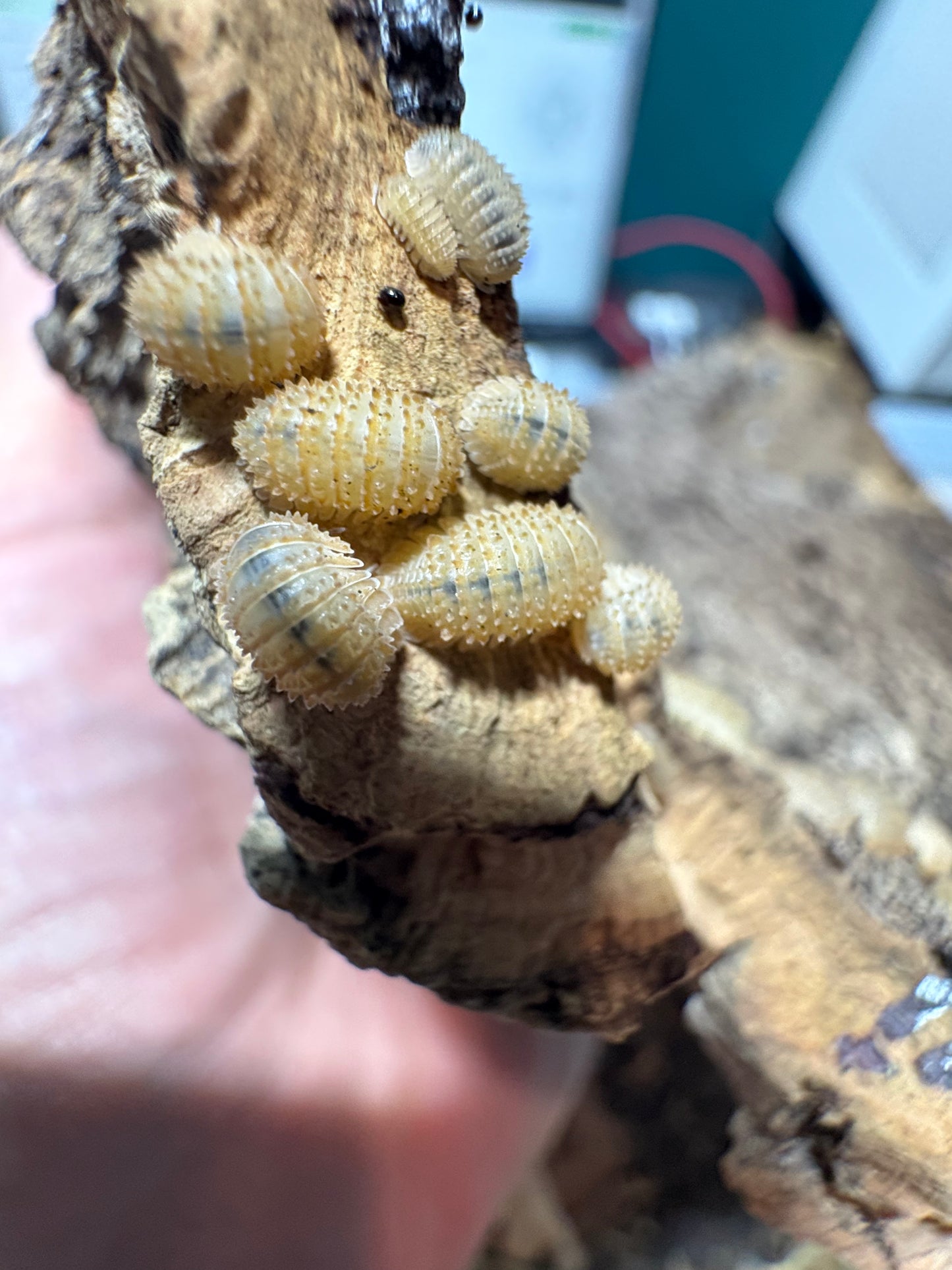 Cristarmadillidium Muricatum “Pineapple spiky”