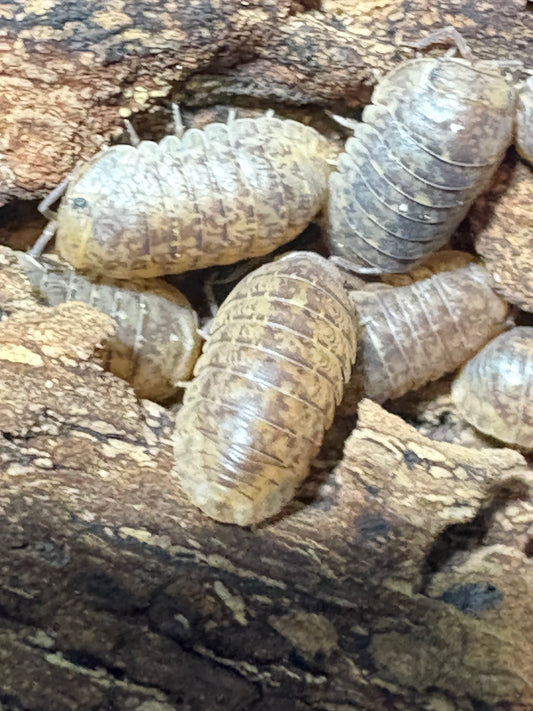 Cubaris sp. Sabah “Gold Flake”