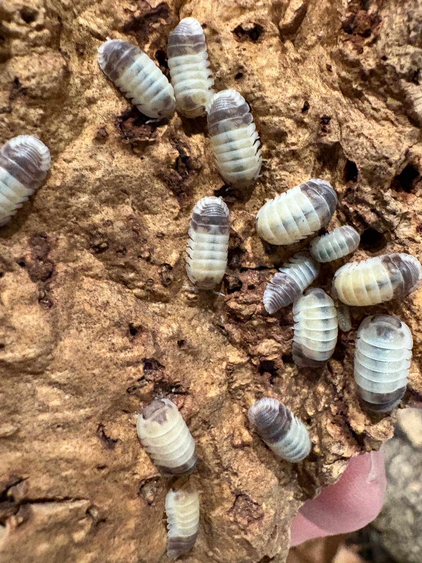 Cubaris sp. Tapir Panda