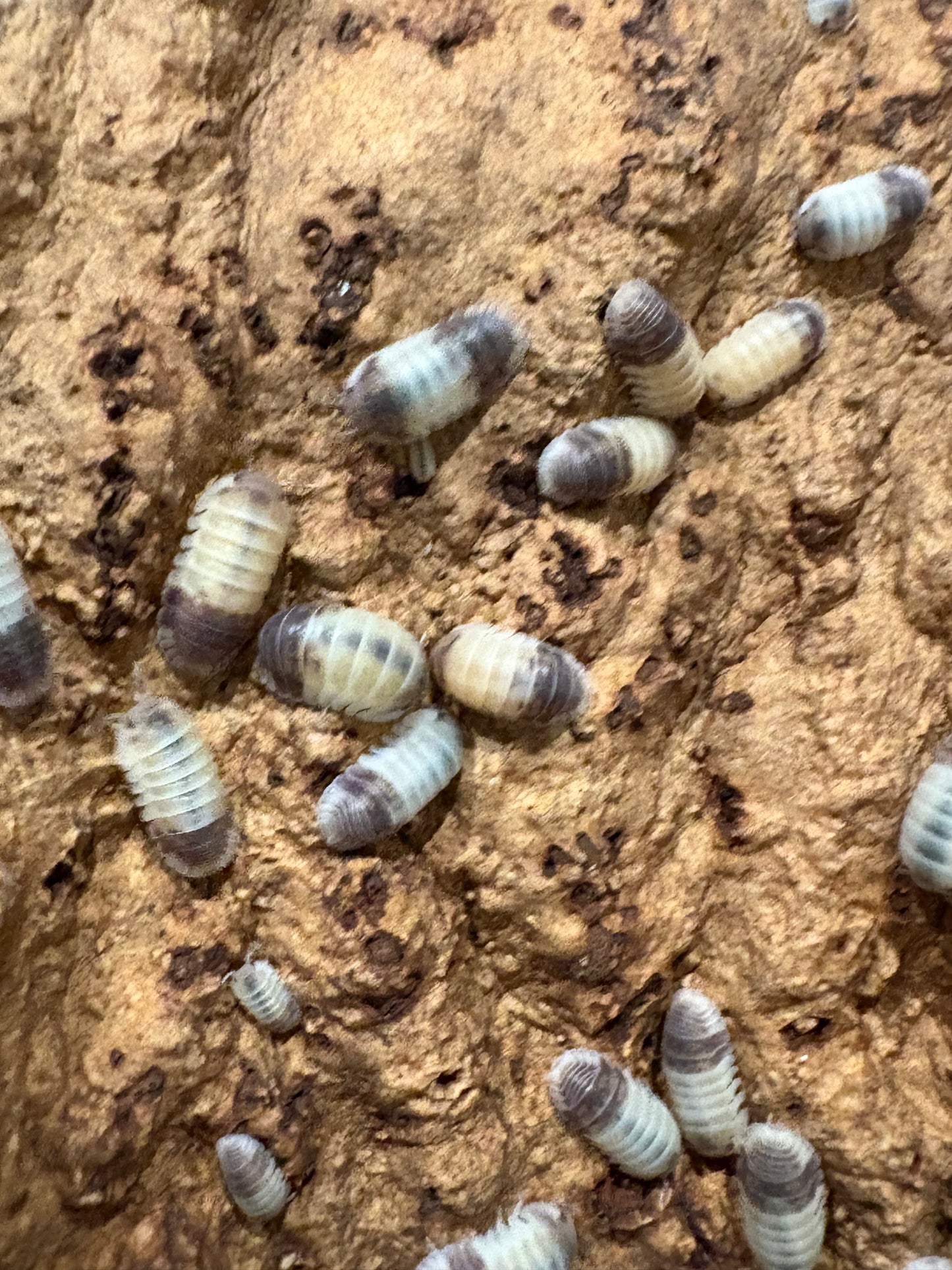 Cubaris sp. Tapir Panda
