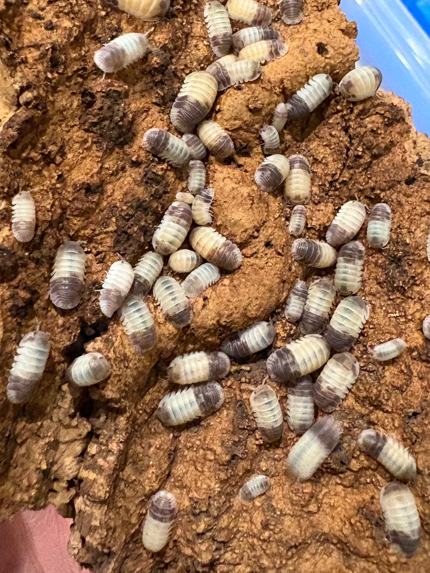 Cubaris sp. Tapir Panda