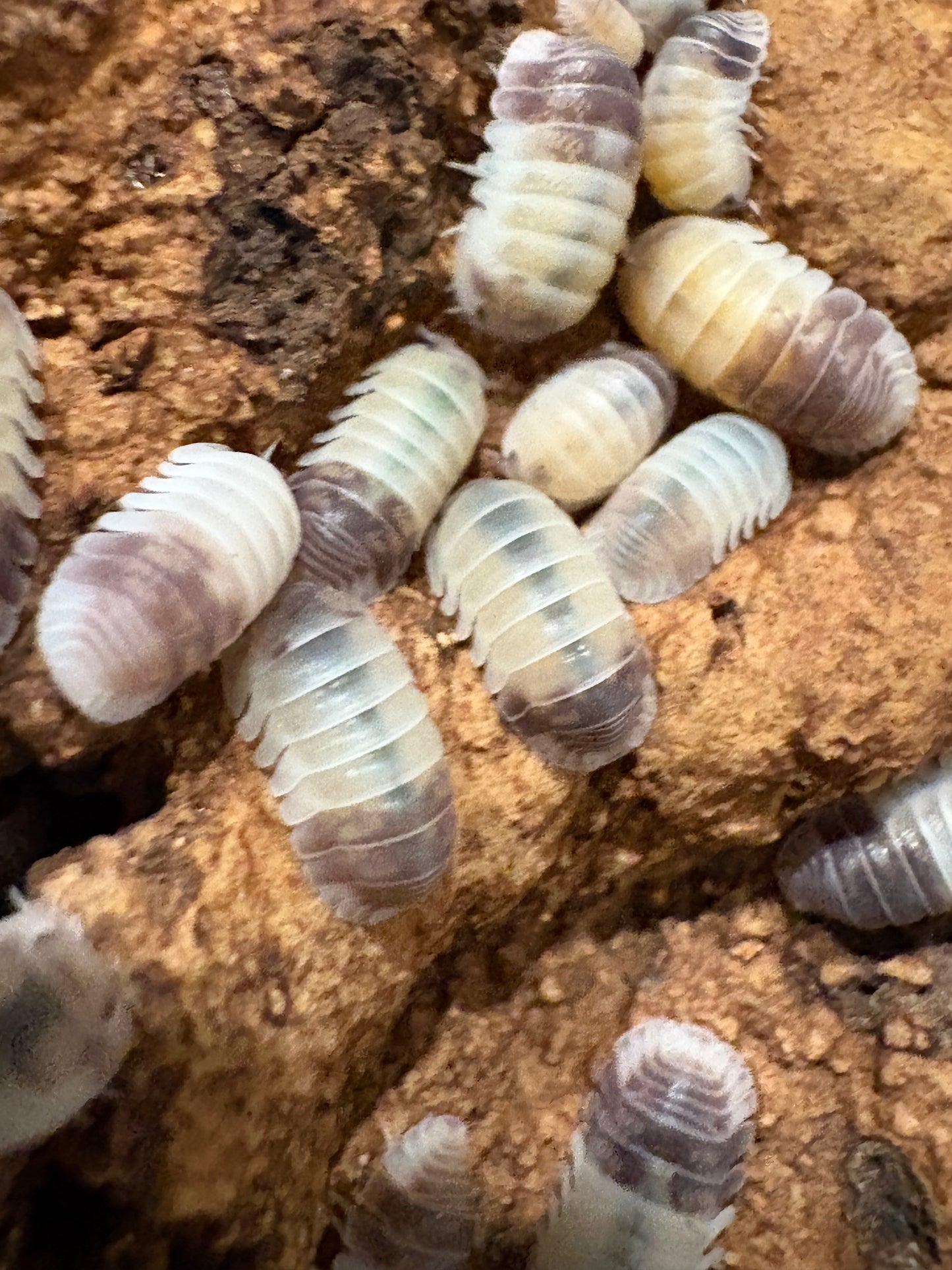 Cubaris sp. Tapir Panda