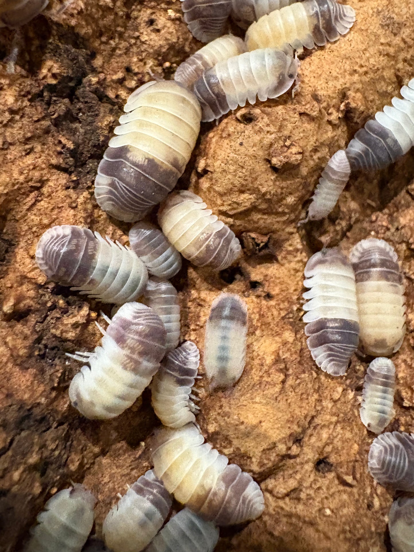 Cubaris sp. Tapir Panda