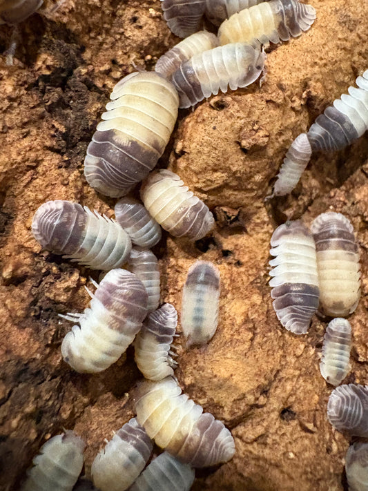 Cubaris sp. Tapir Panda