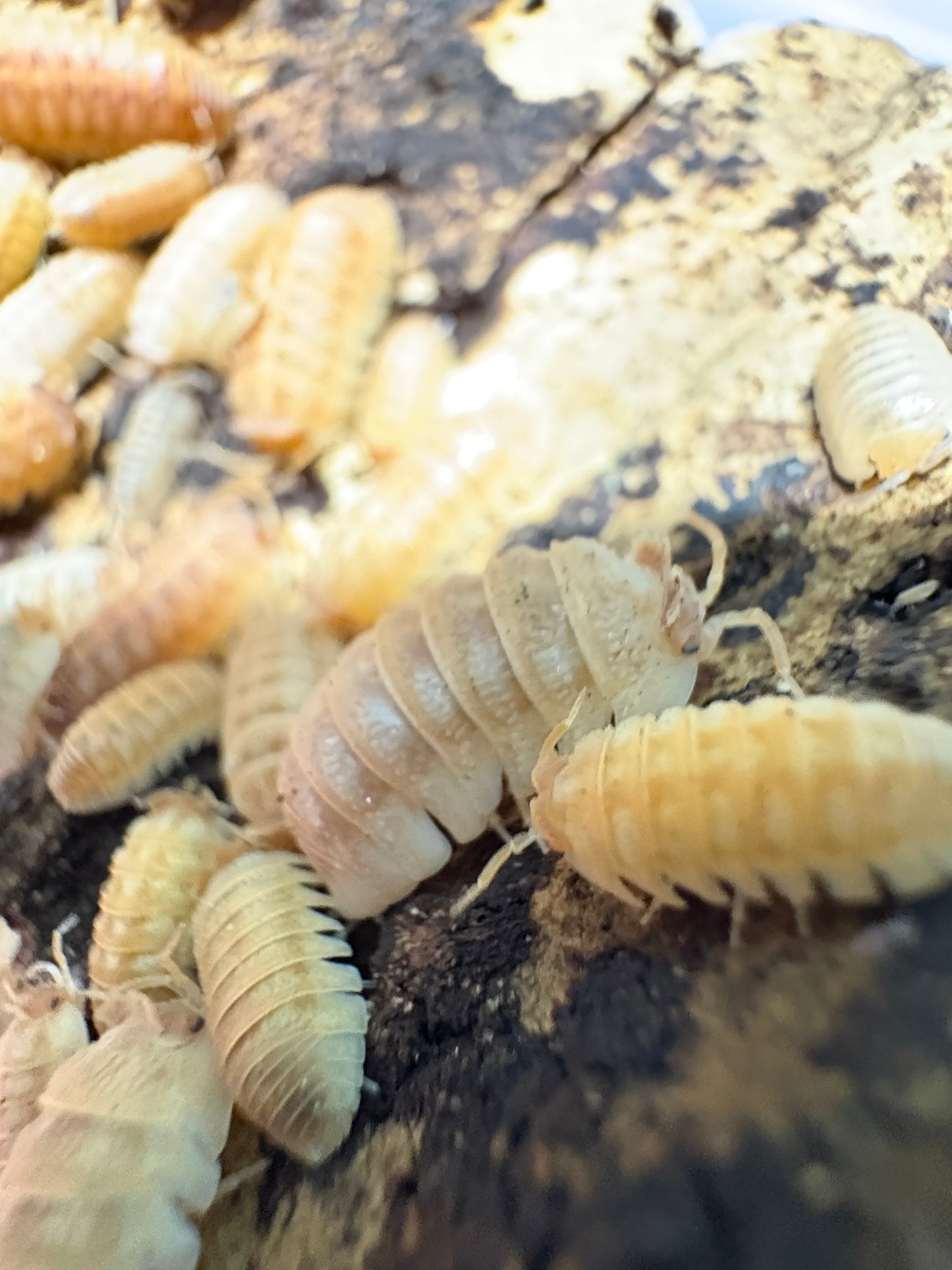 Armadillidium sp. Hauseni “Triceratops”