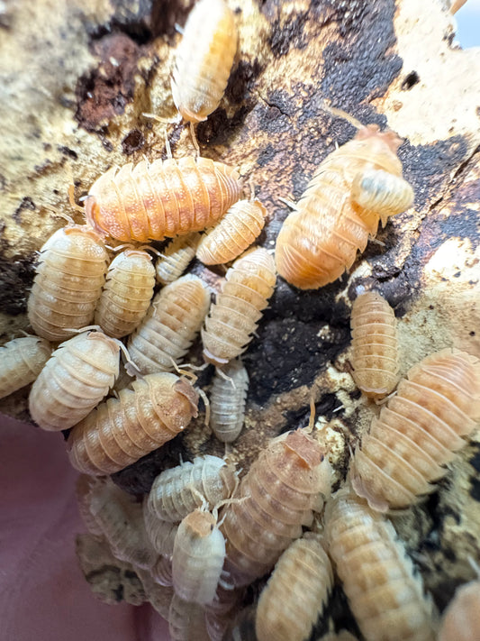 Armadillidium sp. Hauseni “Triceratops”