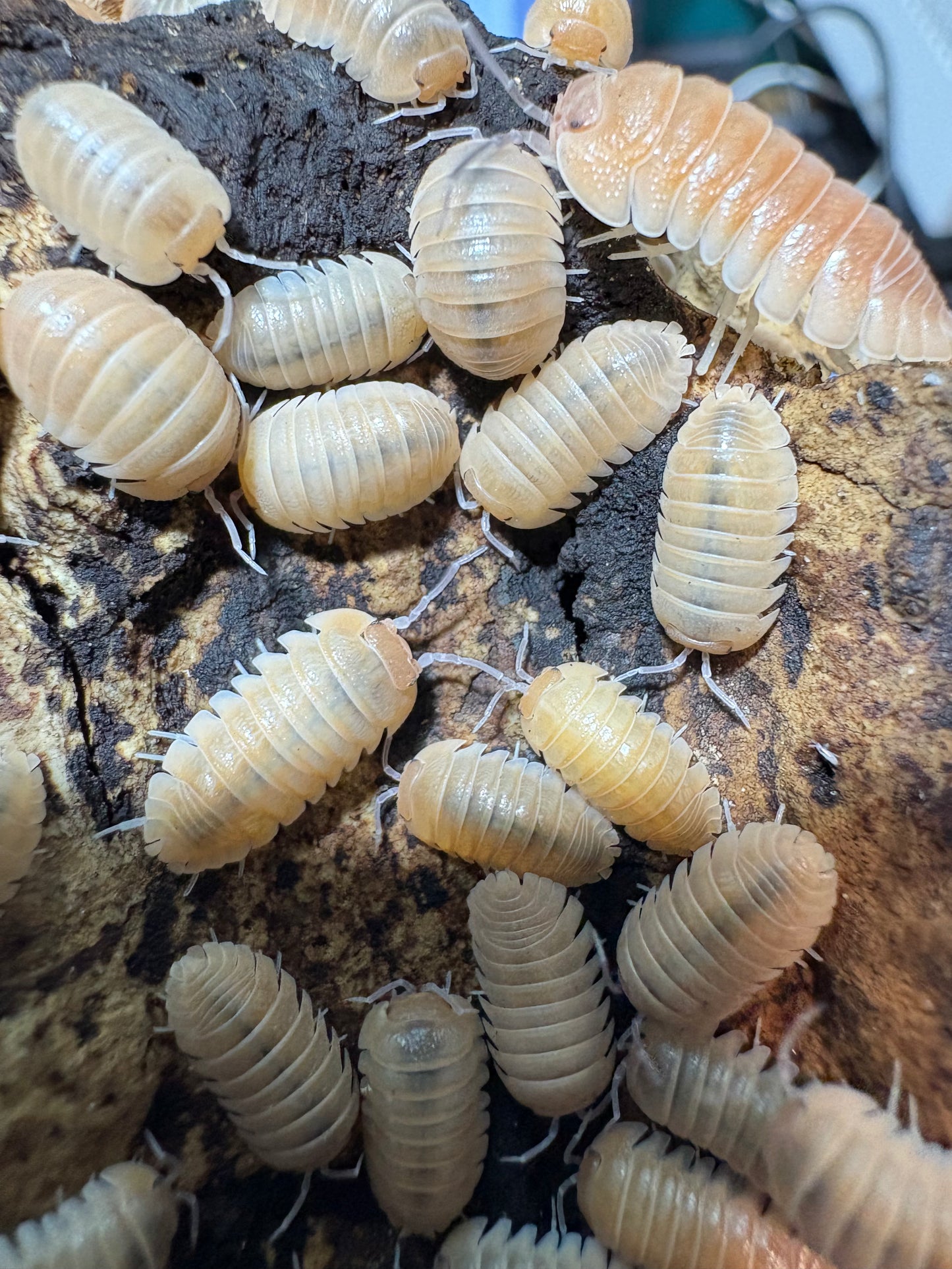 Armadillidium sp. Lefkada