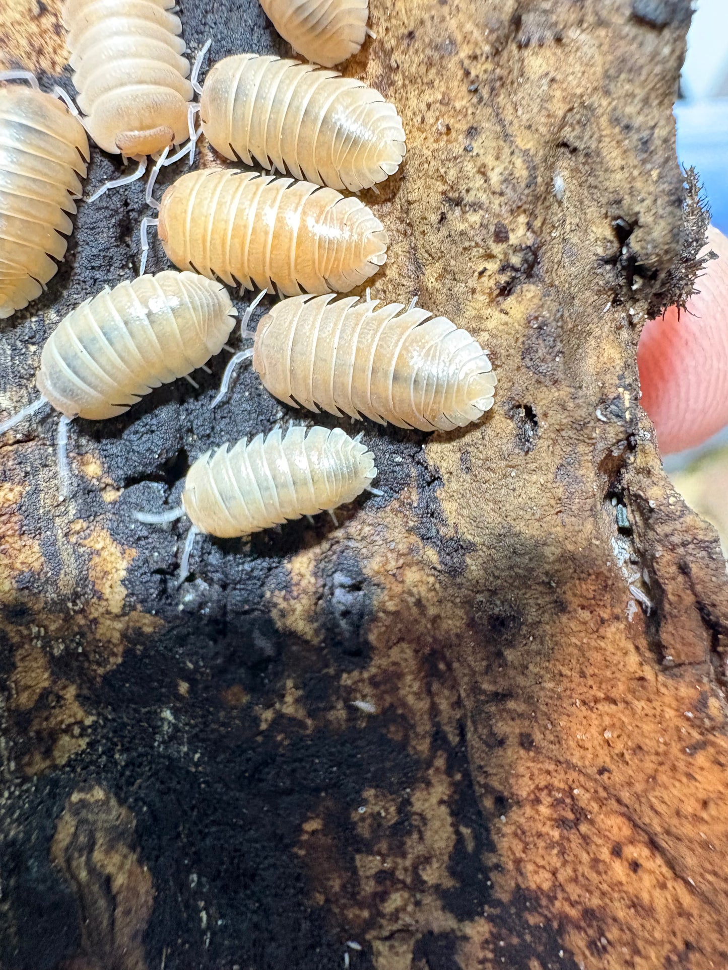 Armadillidium sp. Lefkada