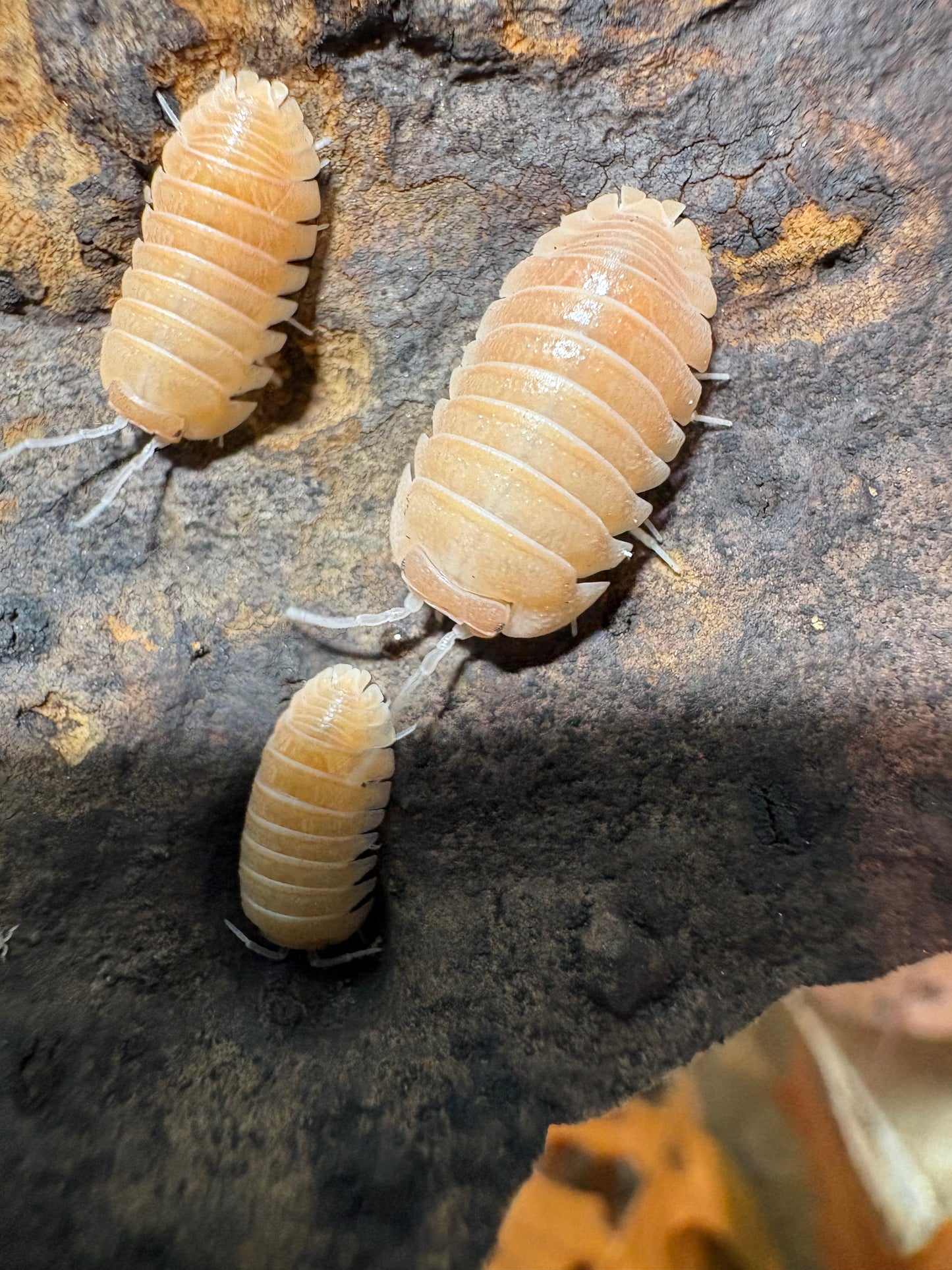 Armadillidium sp. Lefkada