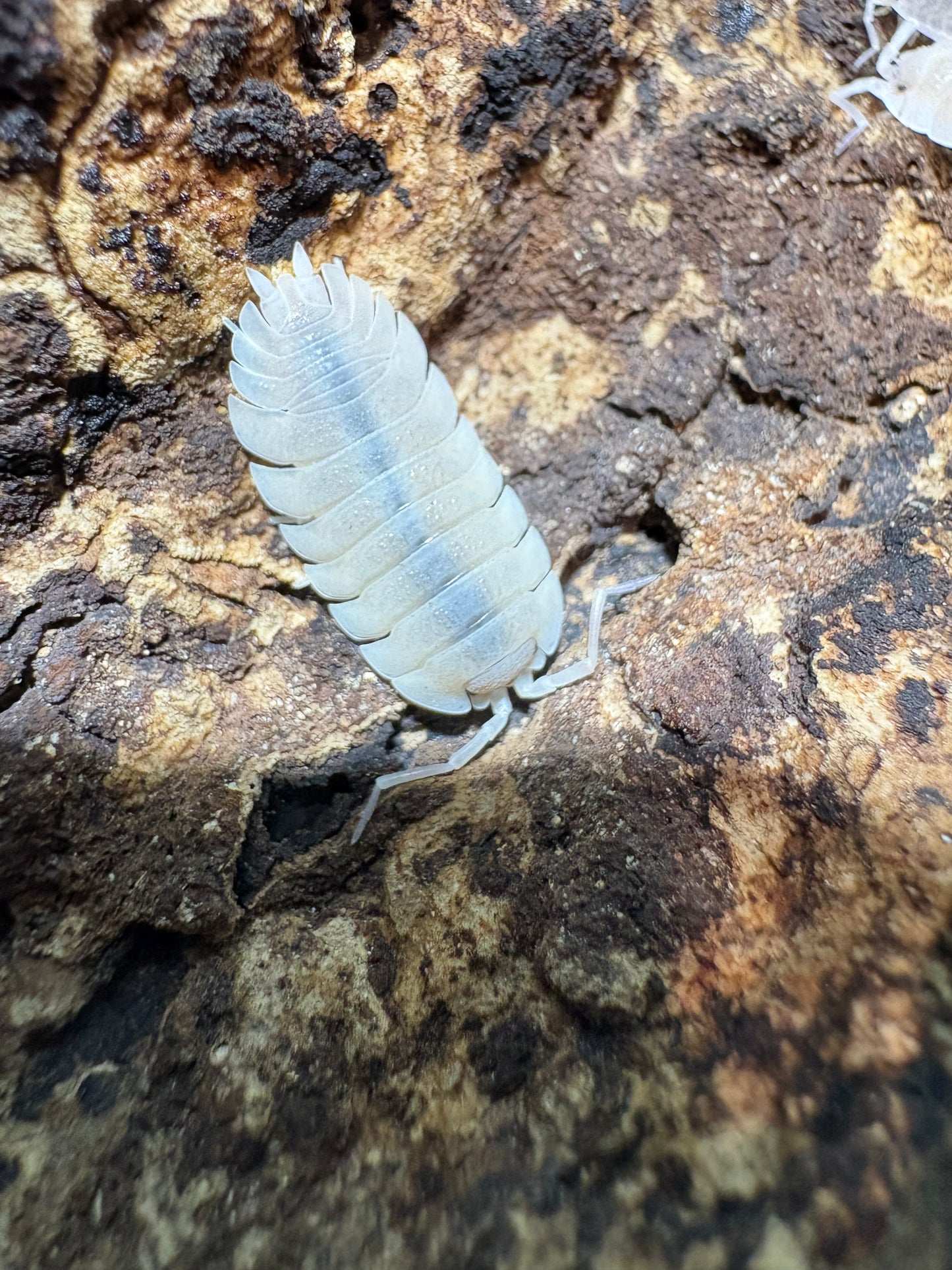 Porcellio Baeticensis “Violet”