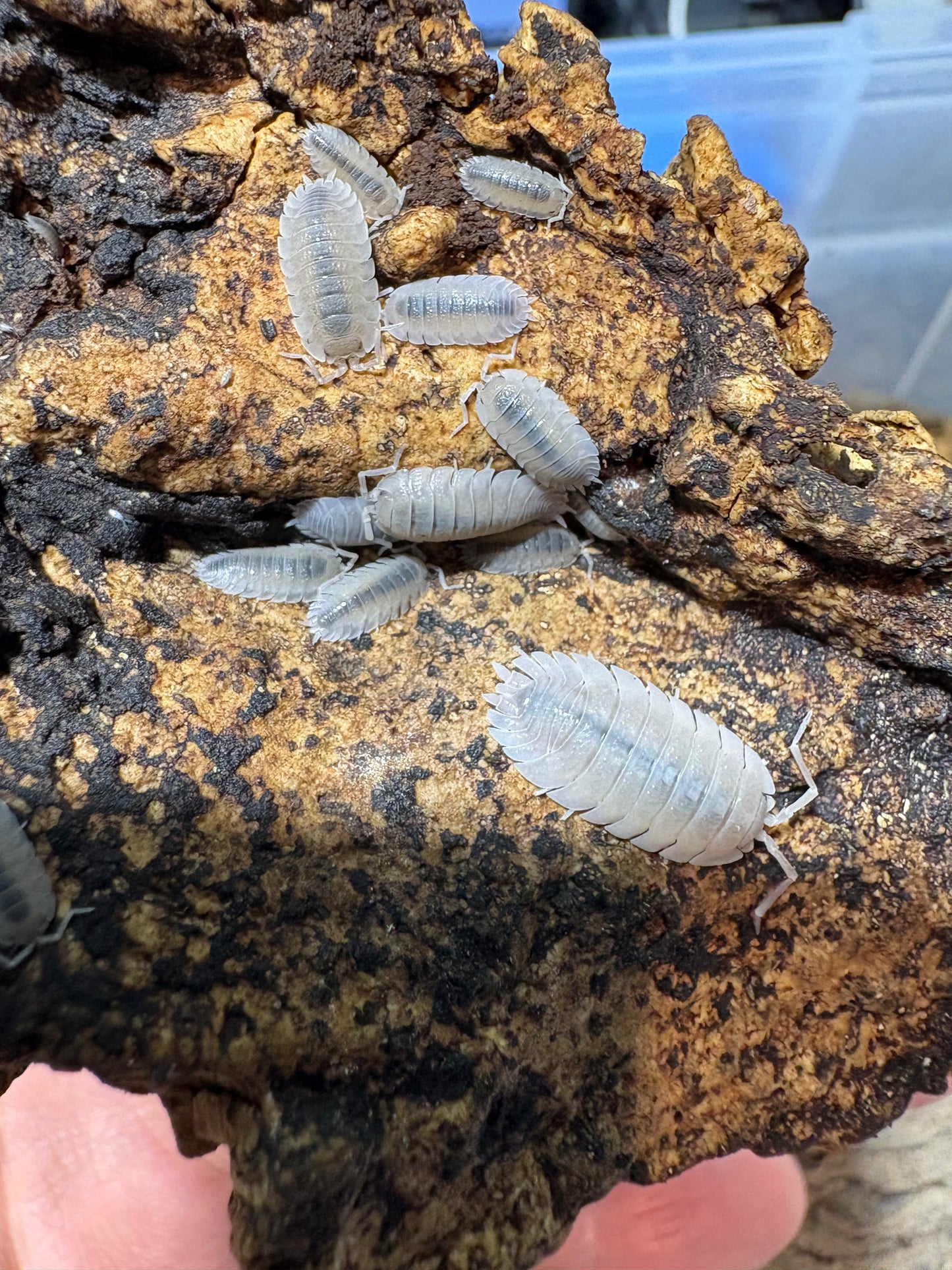 Porcellio Baeticensis “Violet”