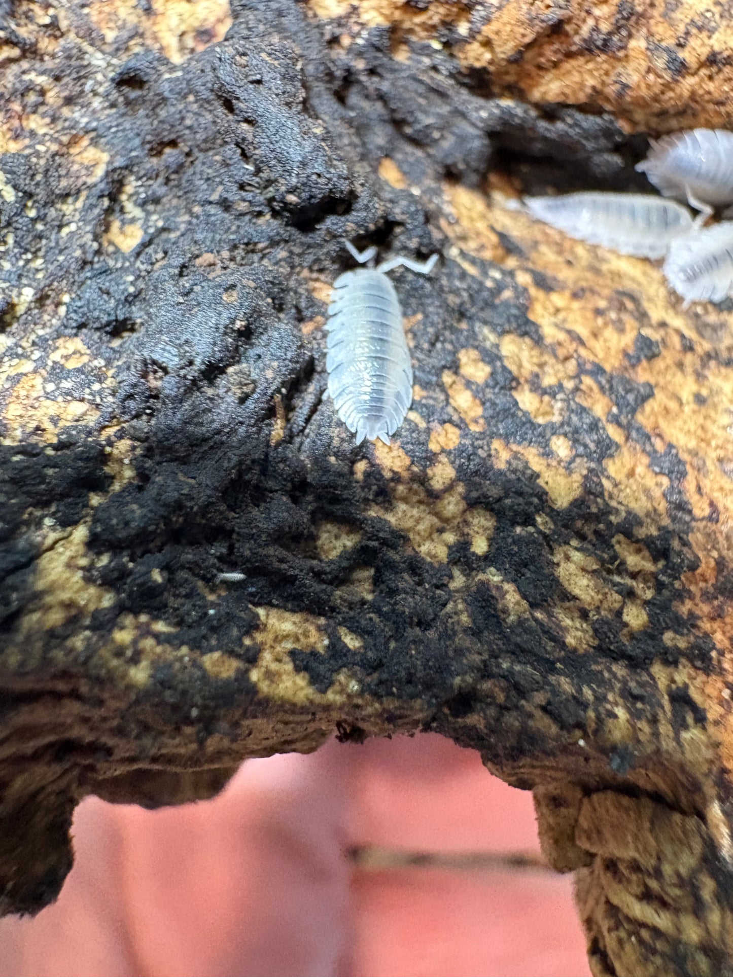 Porcellio Baeticensis “Violet”