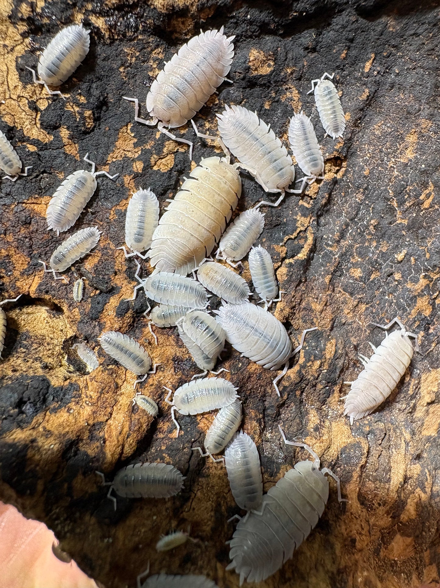 Porcellio Baeticensis “Violet”