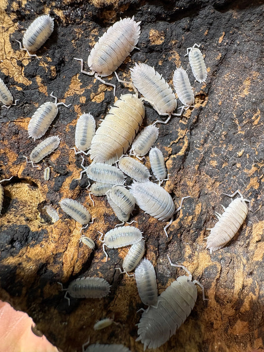 Porcellio Baeticensis “Violet”