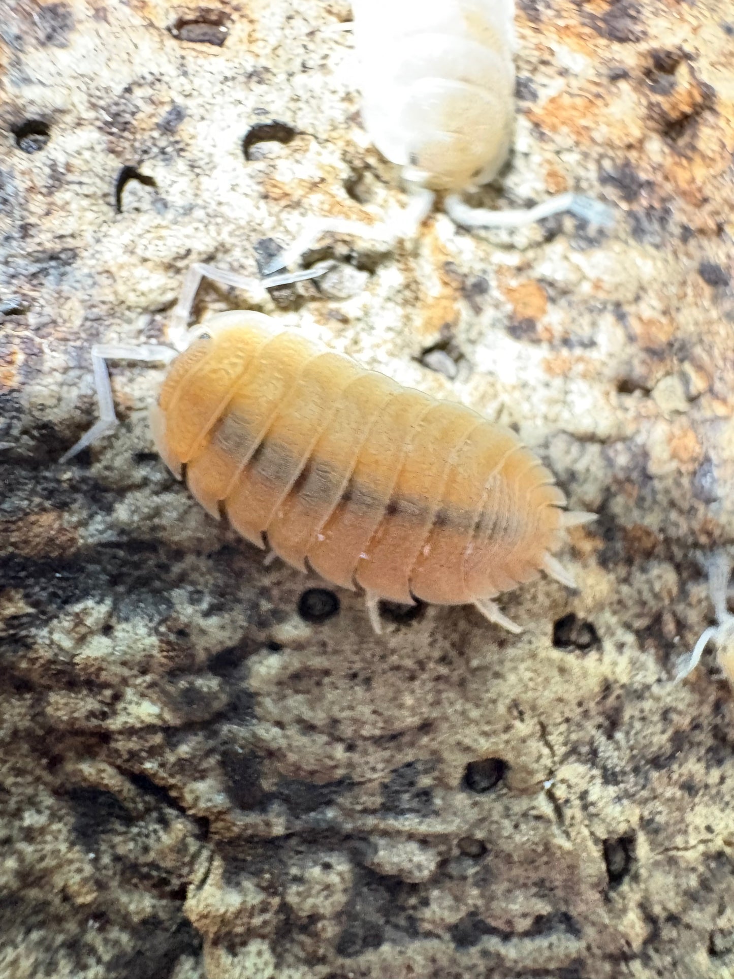 Porcellio Baeticensis “Orange”