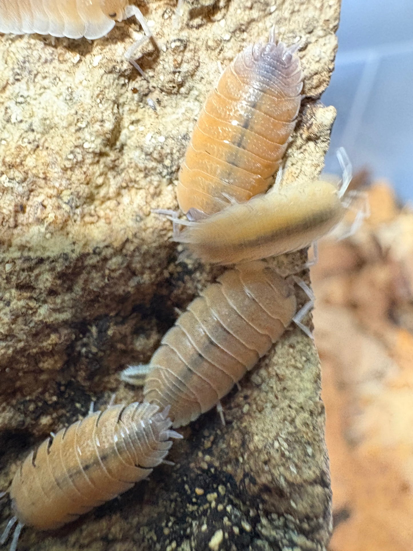 Porcellio Baeticensis “Orange”