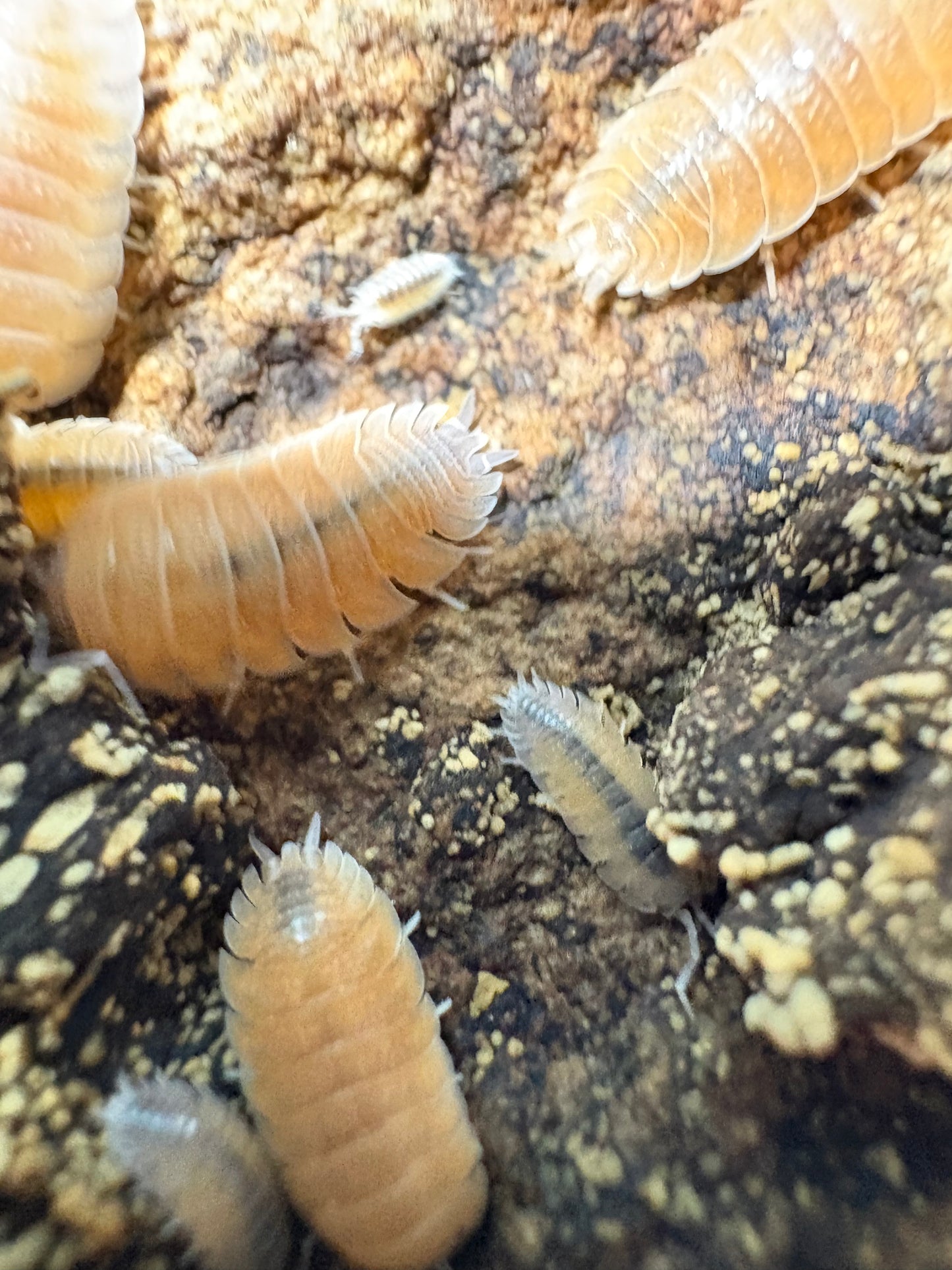 Porcellio Baeticensis “Orange”