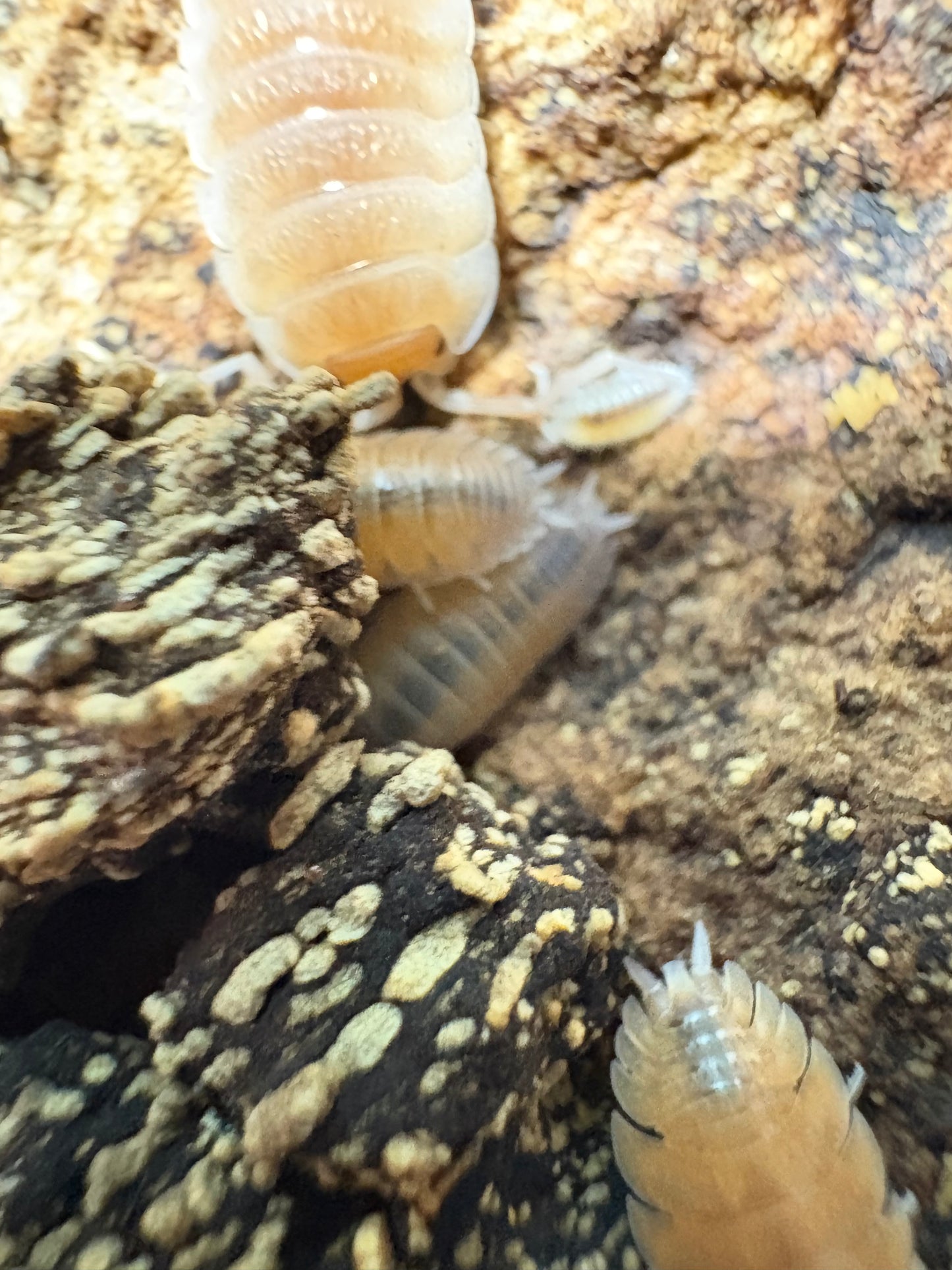 Porcellio Baeticensis “Orange”