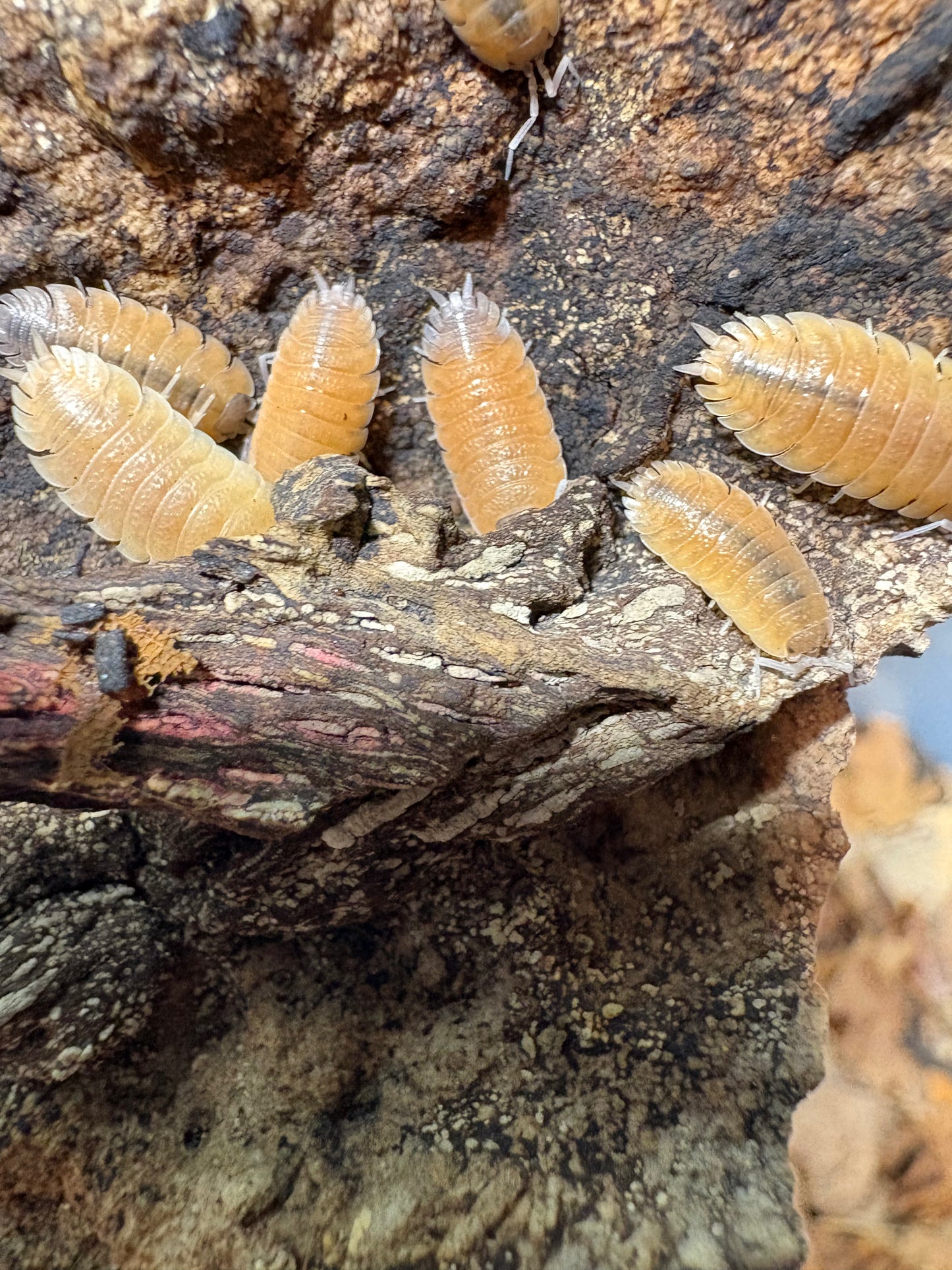 Porcellio Baeticensis “Orange”