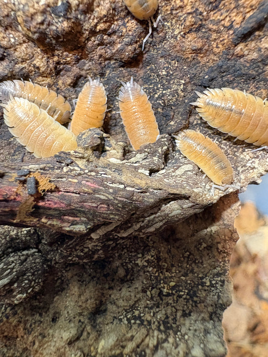 Porcellio Baeticensis “Orange”