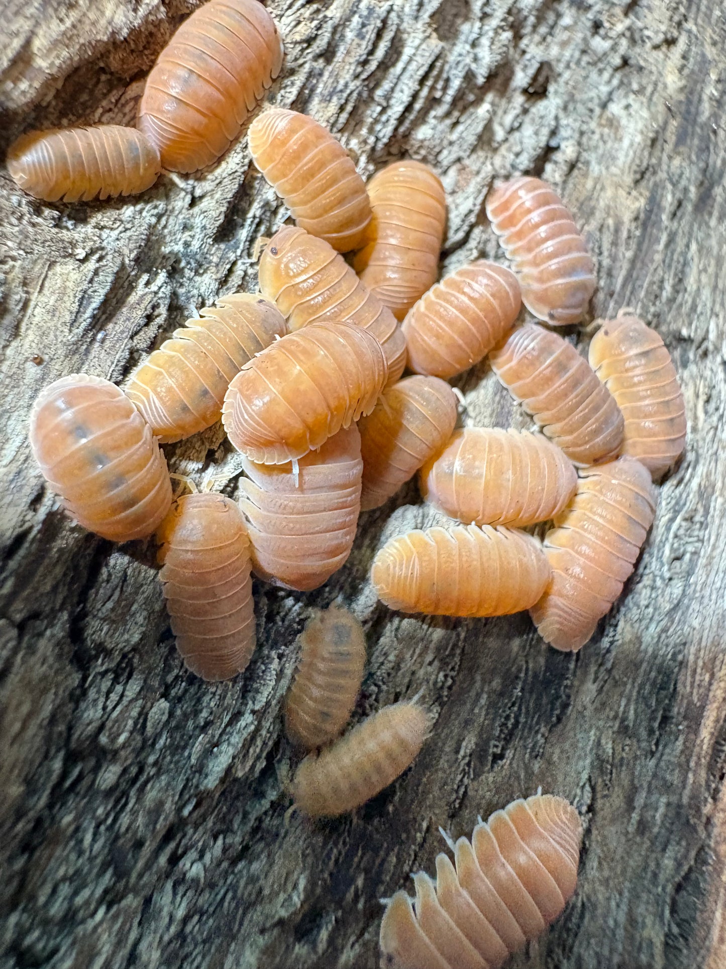 Cubaris sp. Thai Tea