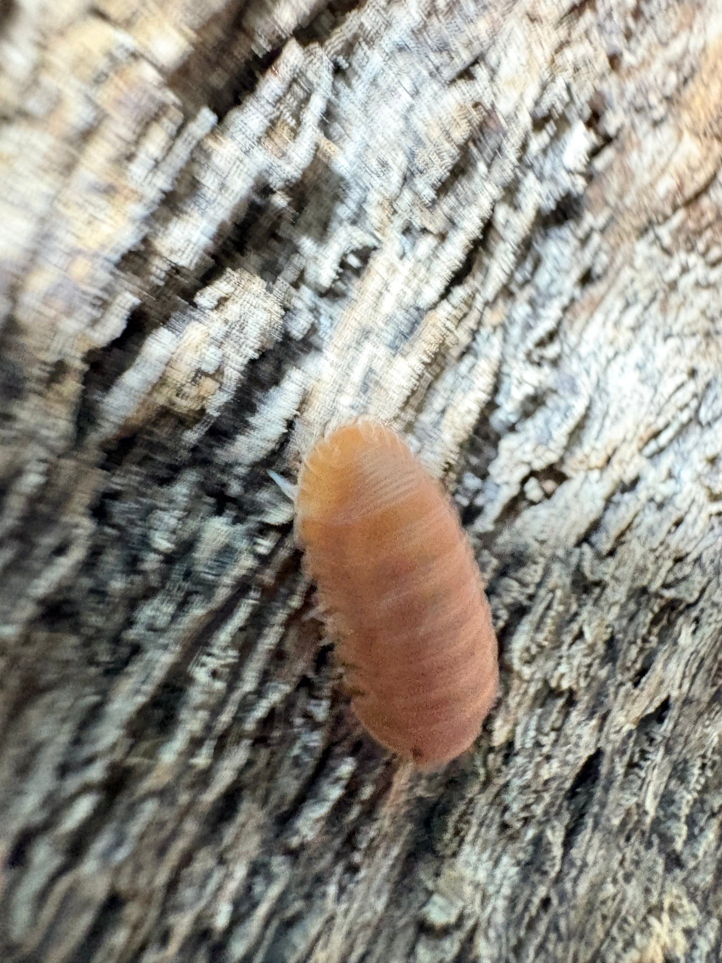 Cubaris sp. Thai Tea