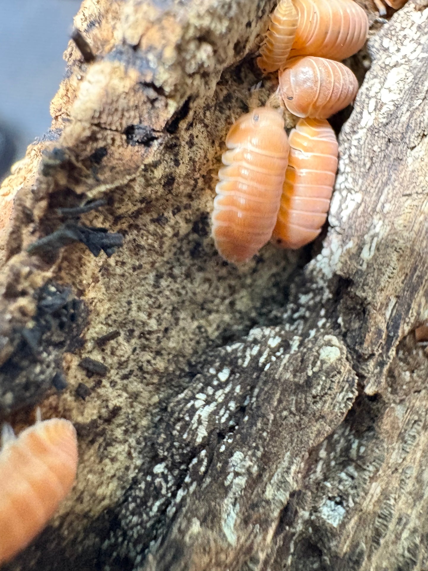 Cubaris sp. Thai Tea