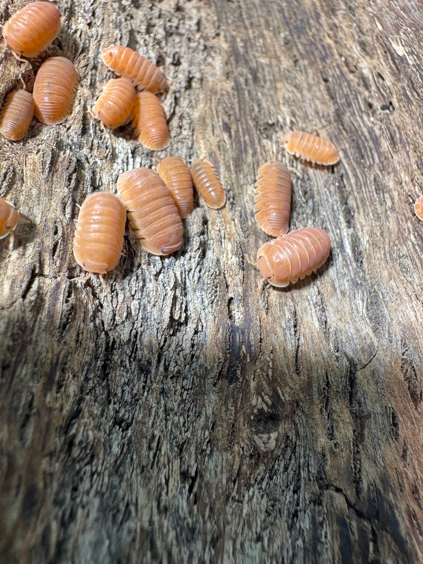 Cubaris sp. Thai Tea