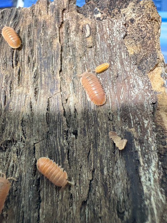 Cubaris sp. Thai Tea