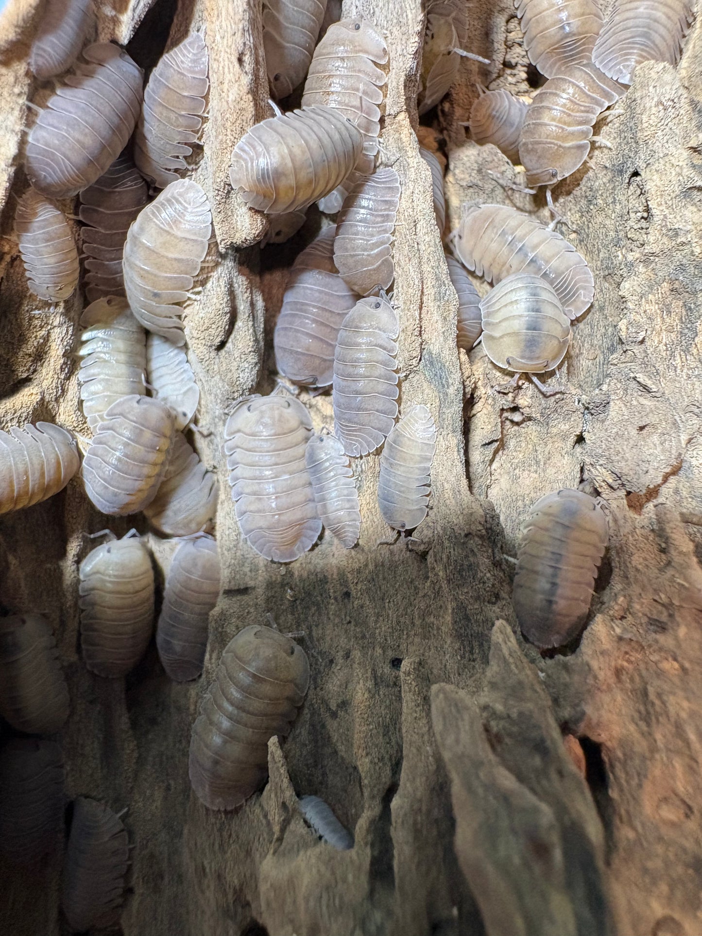 Cubaris sp. Angel Blues