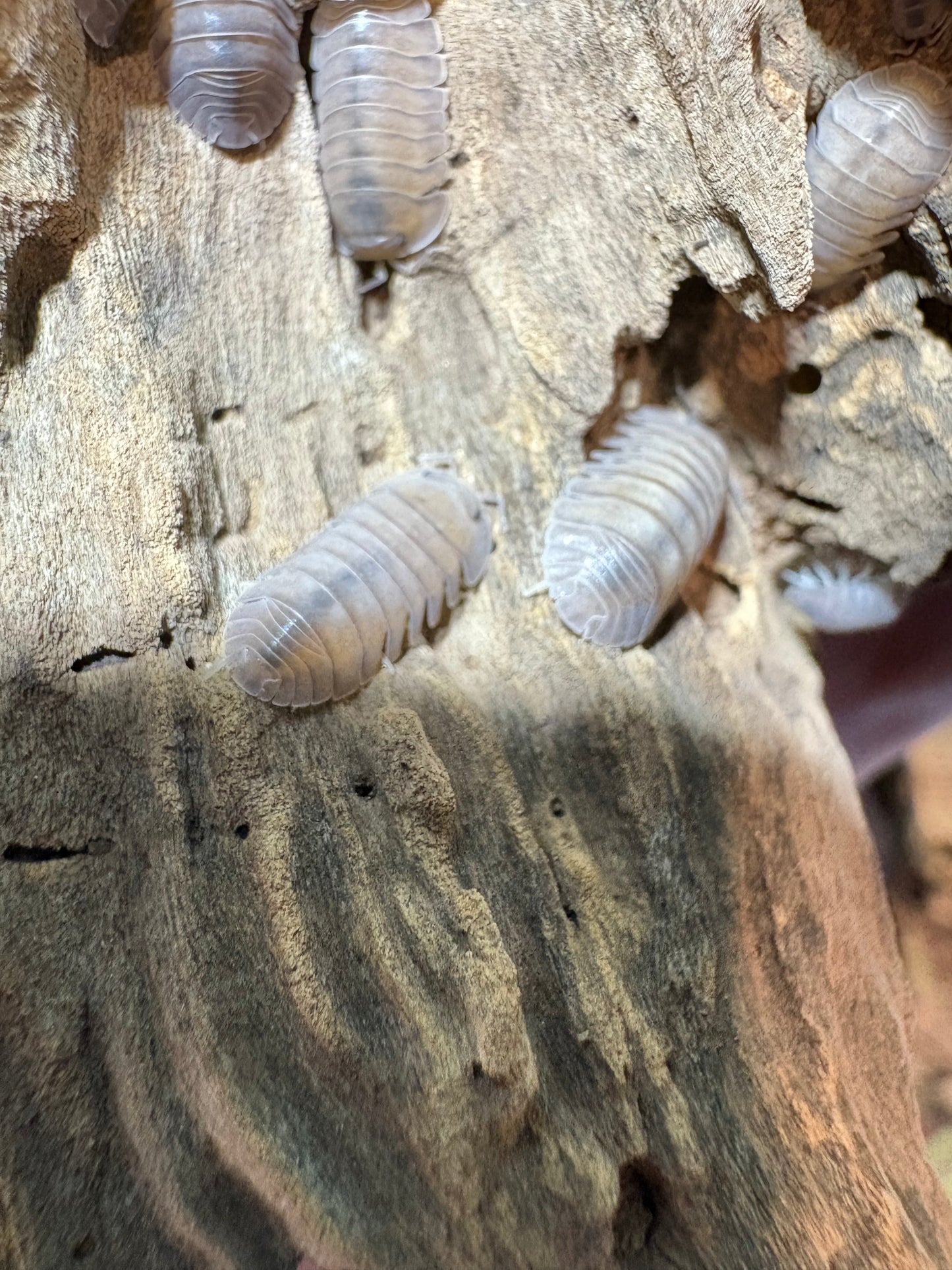 Cubaris sp. Angel Blues