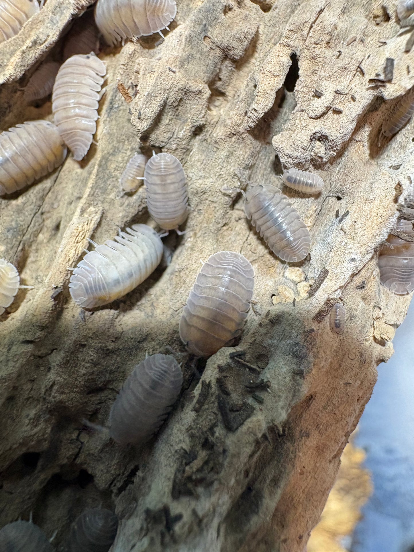 Cubaris sp. Angel Blues