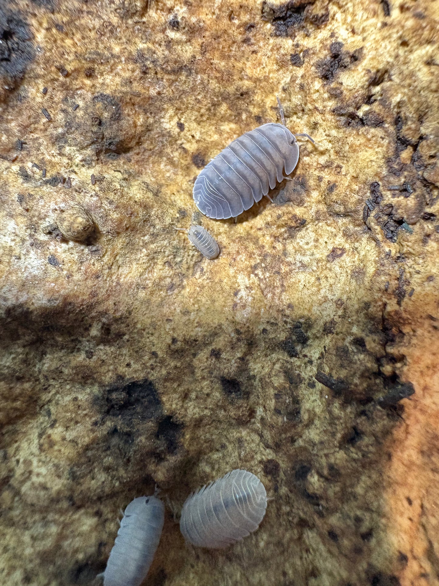 Cubaris sp. Angel Blues