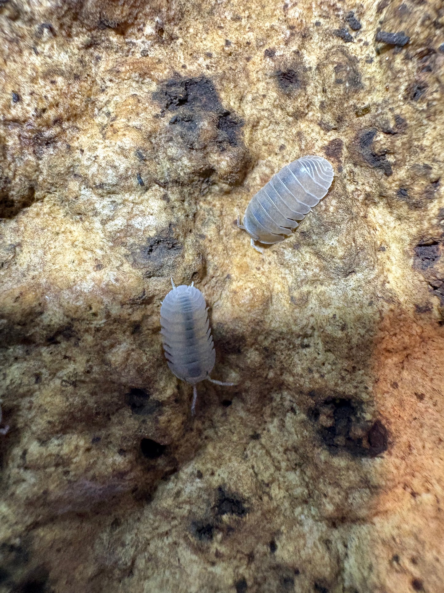 Cubaris sp. Angel Blues