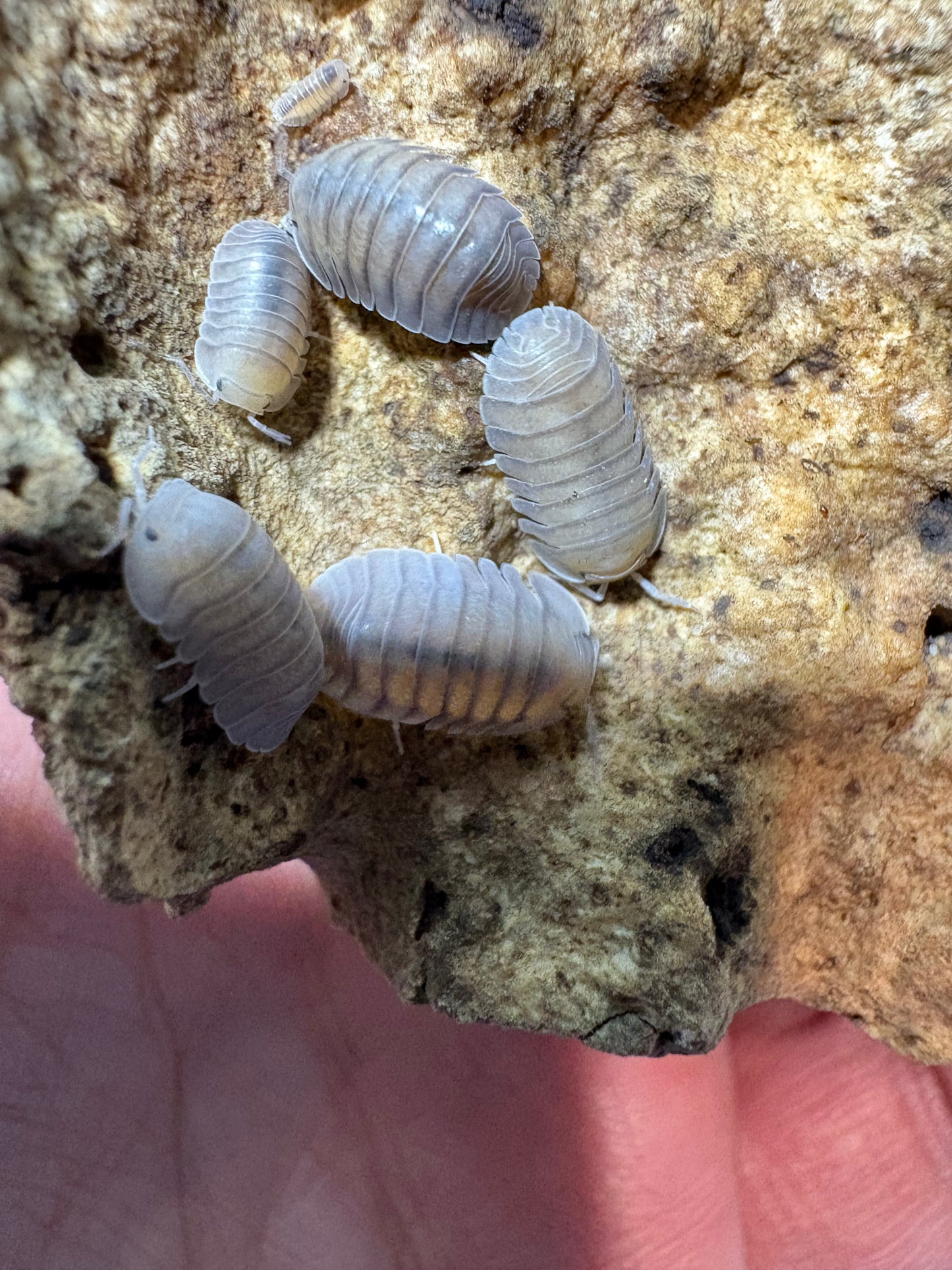 Cubaris sp. Angel Blues