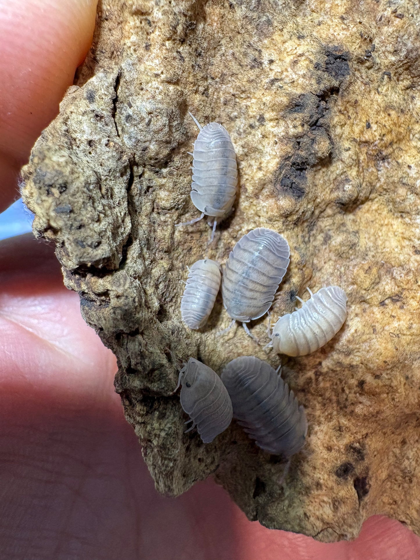 Cubaris sp. Angel Blues