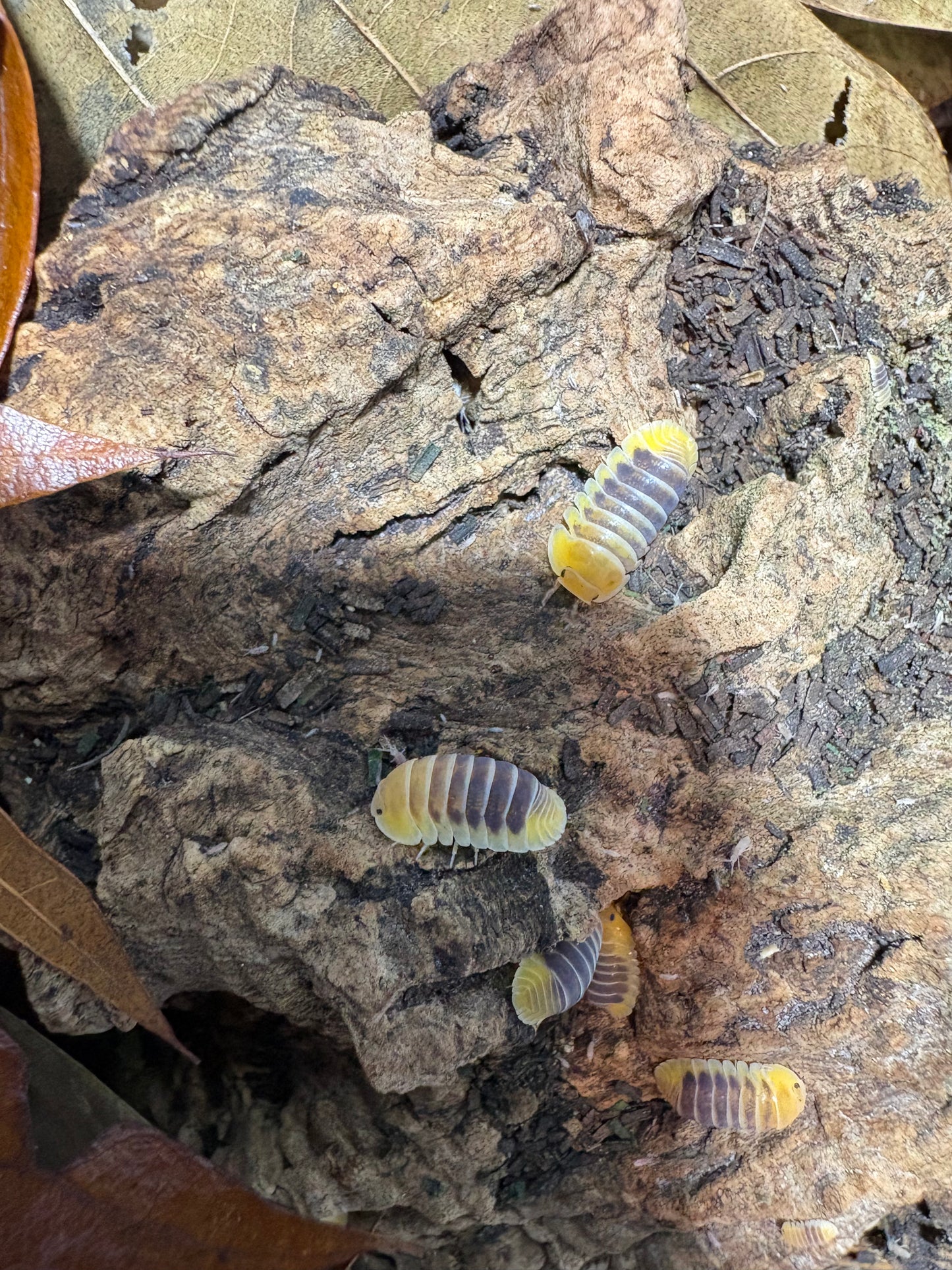 Cubaris sp. Jupiters