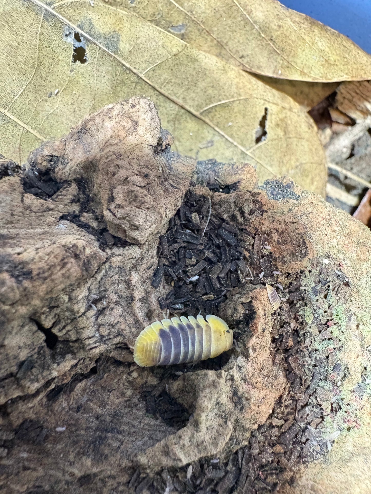 Cubaris sp. Jupiters