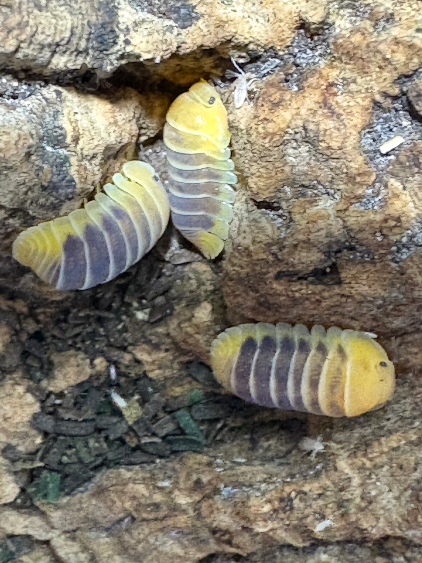 Cubaris sp. Jupiters