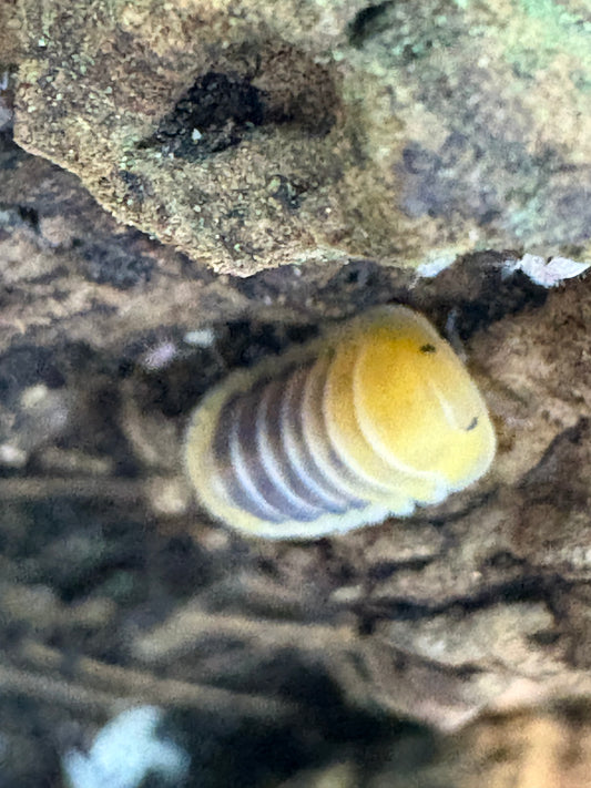 Cubaris sp. Jupiters