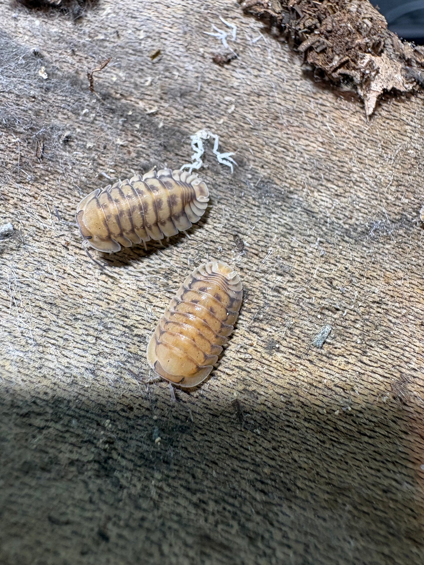 Cubaris sp. Yellow Tigers