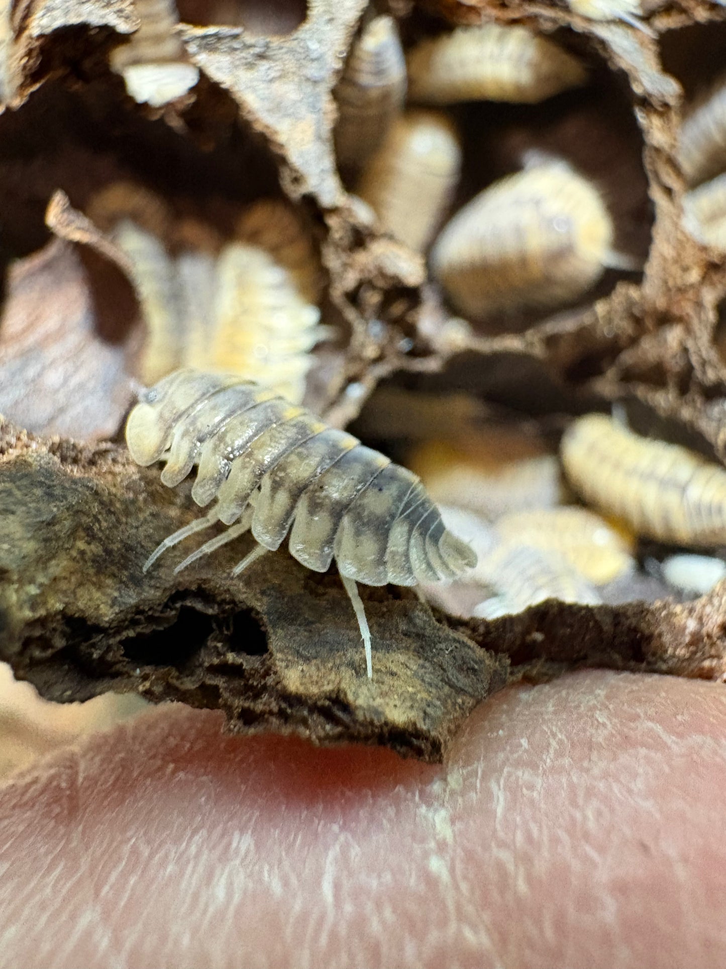 Cubaris sp. Yellow Tigers