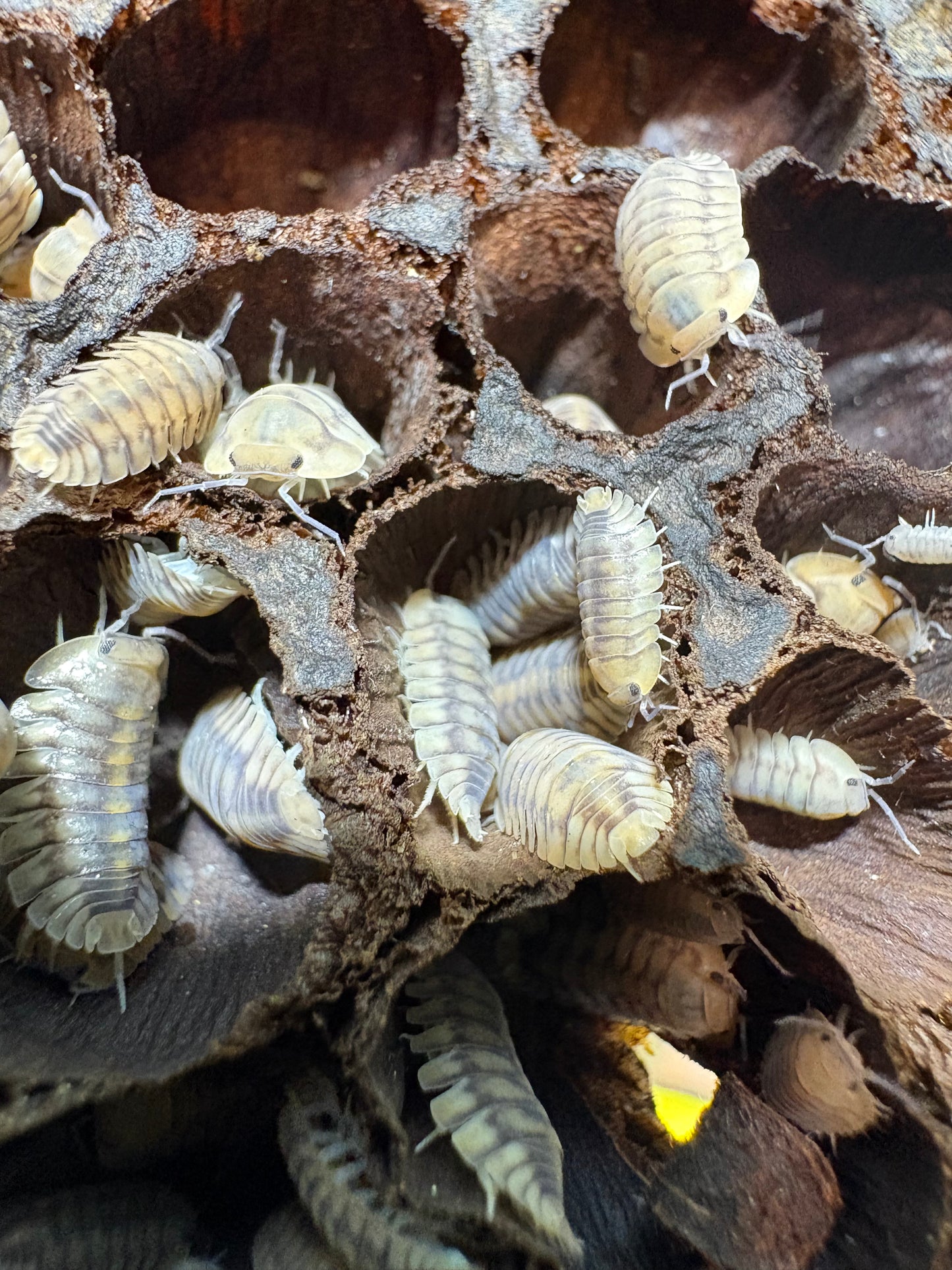 Cubaris sp. Yellow Tigers