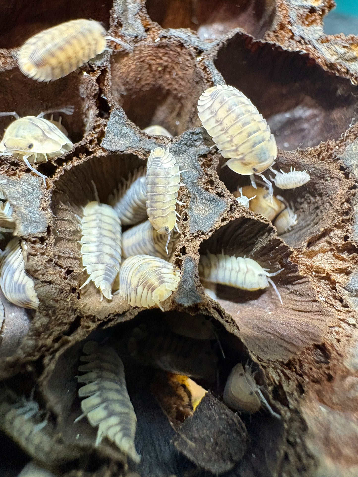 Cubaris sp. Yellow Tigers